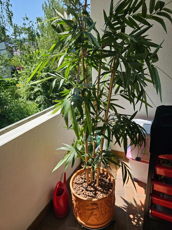Bambuspflanzen Kaufen auf Ricardo
