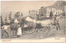 PONTRESINA: Heuernte mit Kuhwagen vor Hotel Bellavista ~1910