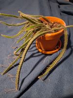 Königin der Nacht (Selenicereus sp.)
