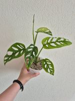 Monstera Adansonii Japanese Tricolor 🌿
