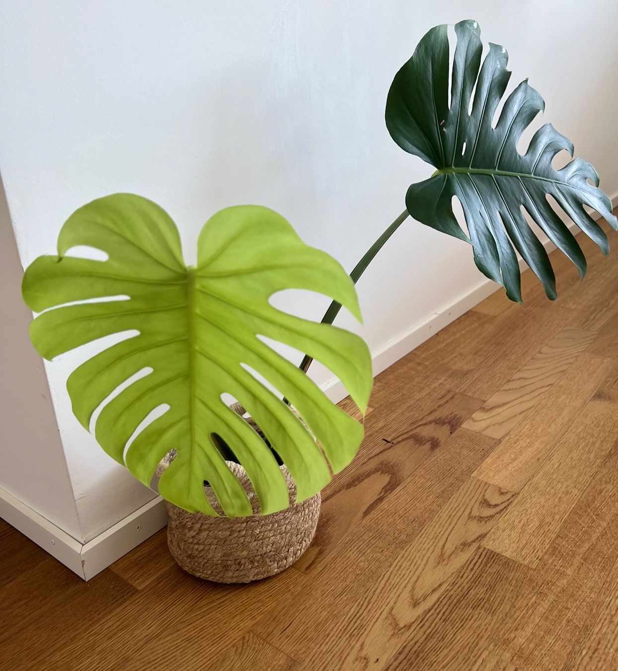 Piante & sementi: Monstera Deliciosa🤩 – Usato da Glattpark(Opfikon) venduto da ste_n99y 2