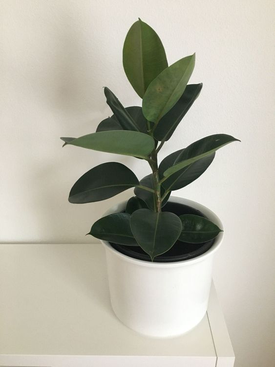 Zimmerpflanze Gummibaum im Blumentopf Kaufen auf Ricardo