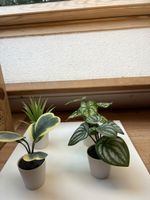 Plantes IKEA et bougeoir 