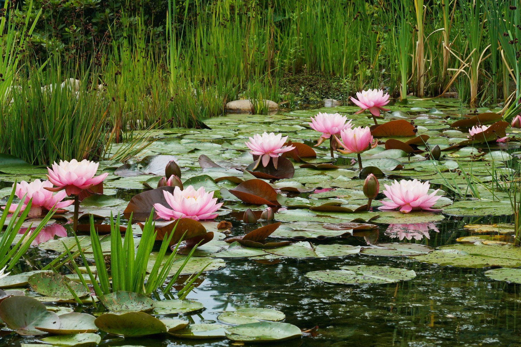 Plantes & graines: Seerose – D'occasion à Oetwil am See par Baitas 2