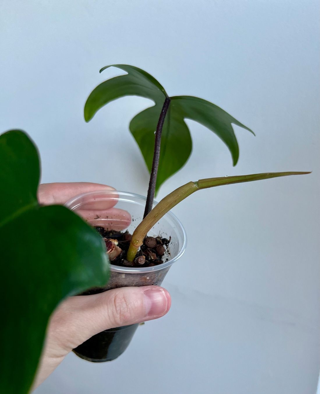 Piante & sementi: Philodendron Florida💚 – Usato da Glattpark(Opfikon) venduto da ste_n99y 1