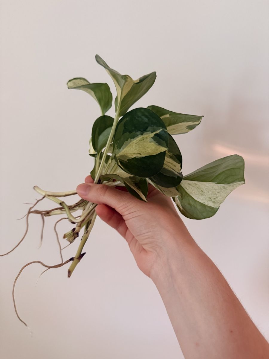Pflanzen & Samen: Epipremnum Manjula Happy Leaf cuttings  – Neu (gemäss Beschreibung) aus Zürich von gom_zxb8 1