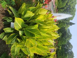 Canna indica YELLOW TIGER 2x
