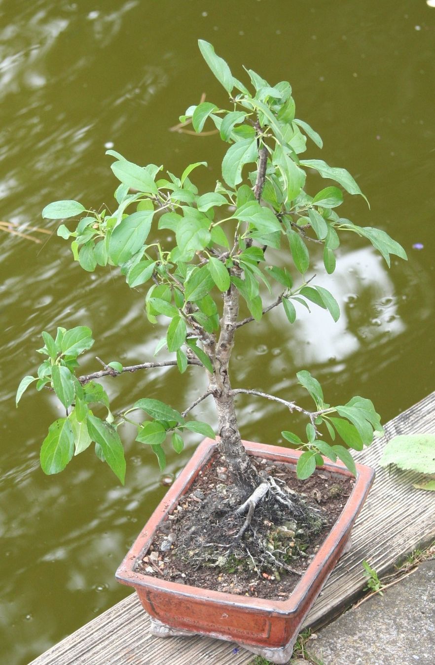 Piante & sementi: BONSAI  -  Echter Kreuzdorn – Nuovo (secondo la descrizione) da Gretzenbach venduto da Sikim 2