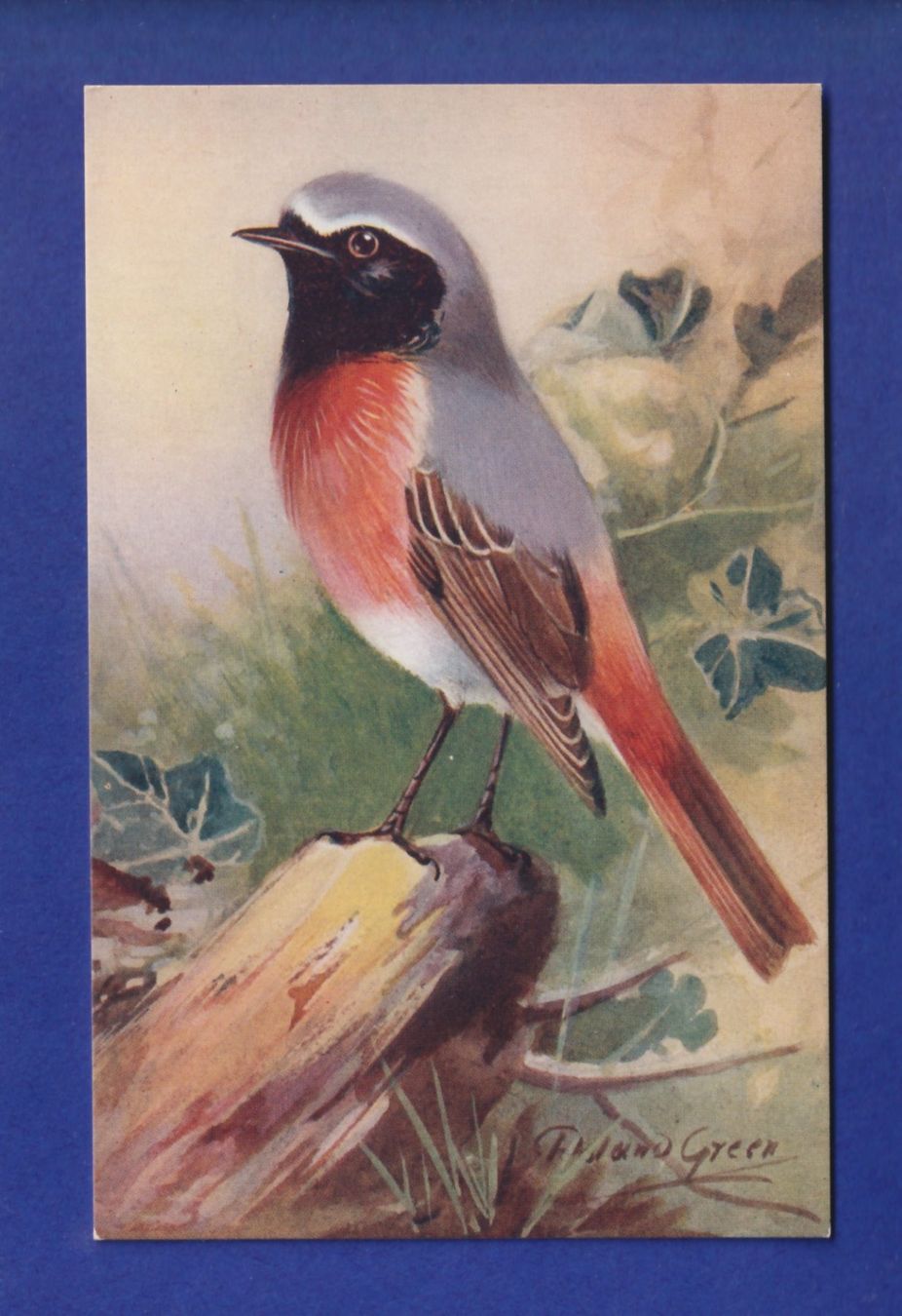 Cartes postales: OISEAU - Hochequeue – D'occasion à Pully par nicecards-shop