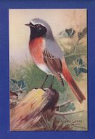 OISEAU - Hochequeue