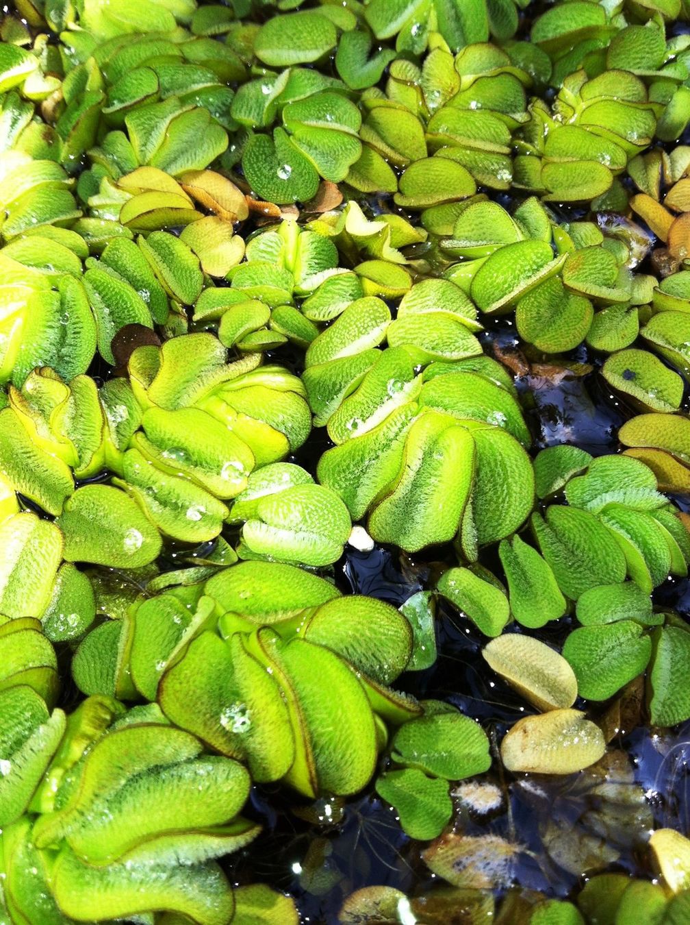 Piante & sementi: 10 rundblättrige Schwimmfarne! – Nuovo (secondo la descrizione) da Steffisburg venduto da Calceolaria