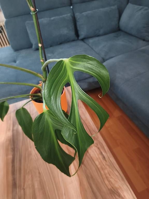 Piante & sementi: Monstera burle marx flame – Usato da Kaisten venduto da lys_zzy8 3