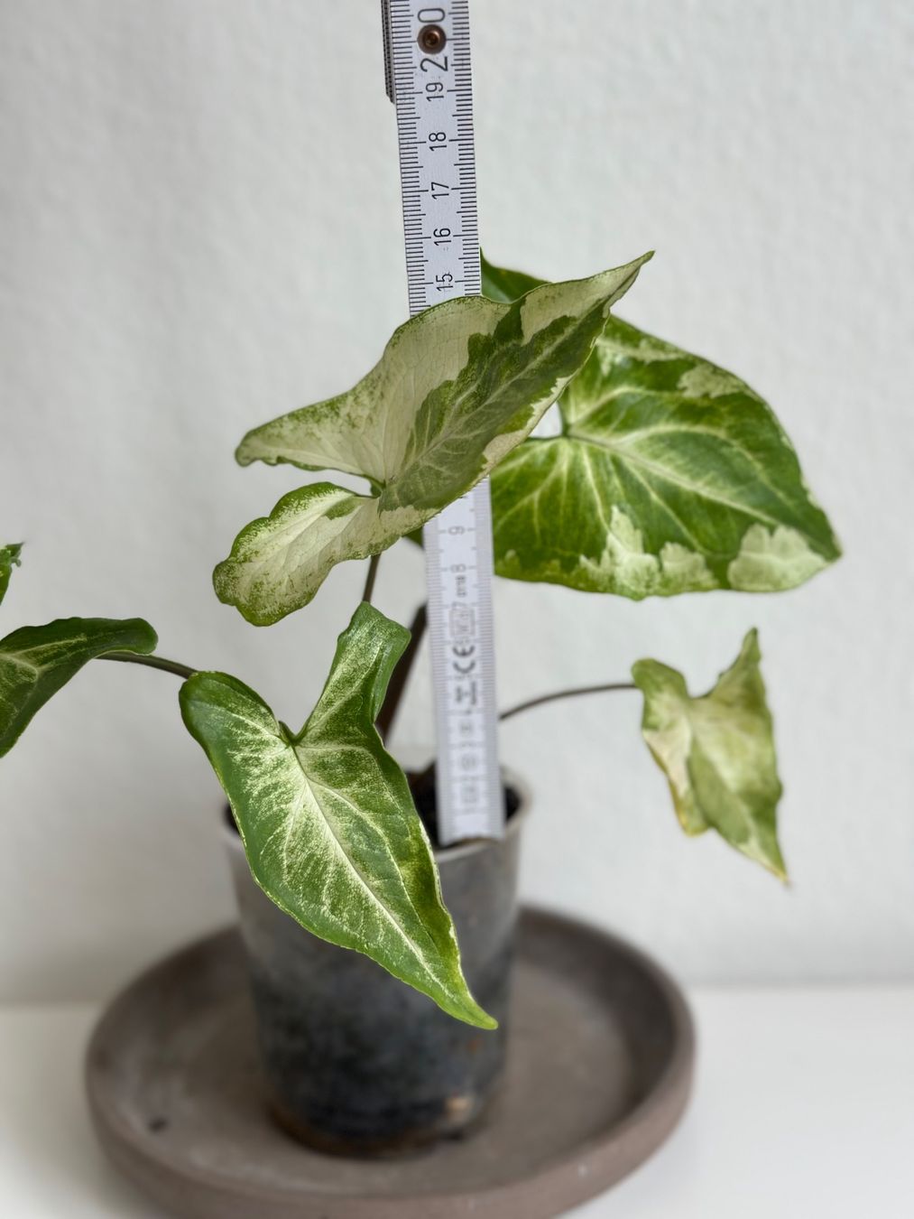 Pflanzen & Samen: Syngonium Three Kings #1 – Gebraucht aus Zürich von ong8 2