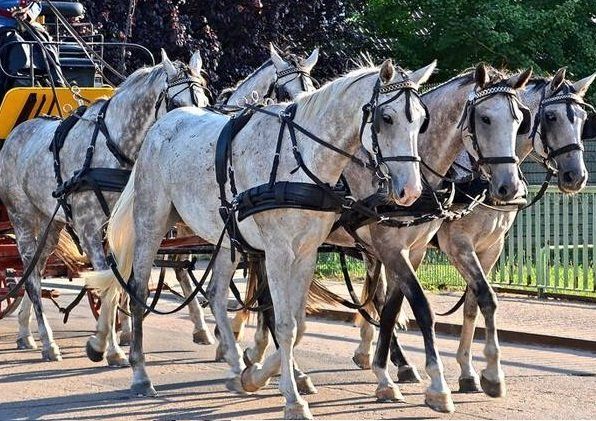 Briglie & Cavezze: neu Fünfspännerleine  Kutsche – Nuovo e nell'imballaggio originale da Hinterforst venduto da Elfrasty