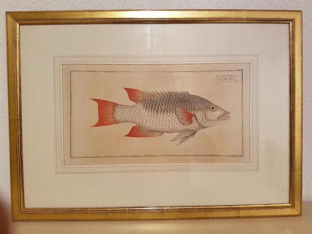 Foto & Immagini: Stich Lutianus Verres (Der See Eber) – Nuovo (secondo la descrizione) da Gamprin-Bendern venduto da uk9487Liechtenstein