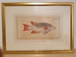Stich Lutianus Verres (Der See Eber)