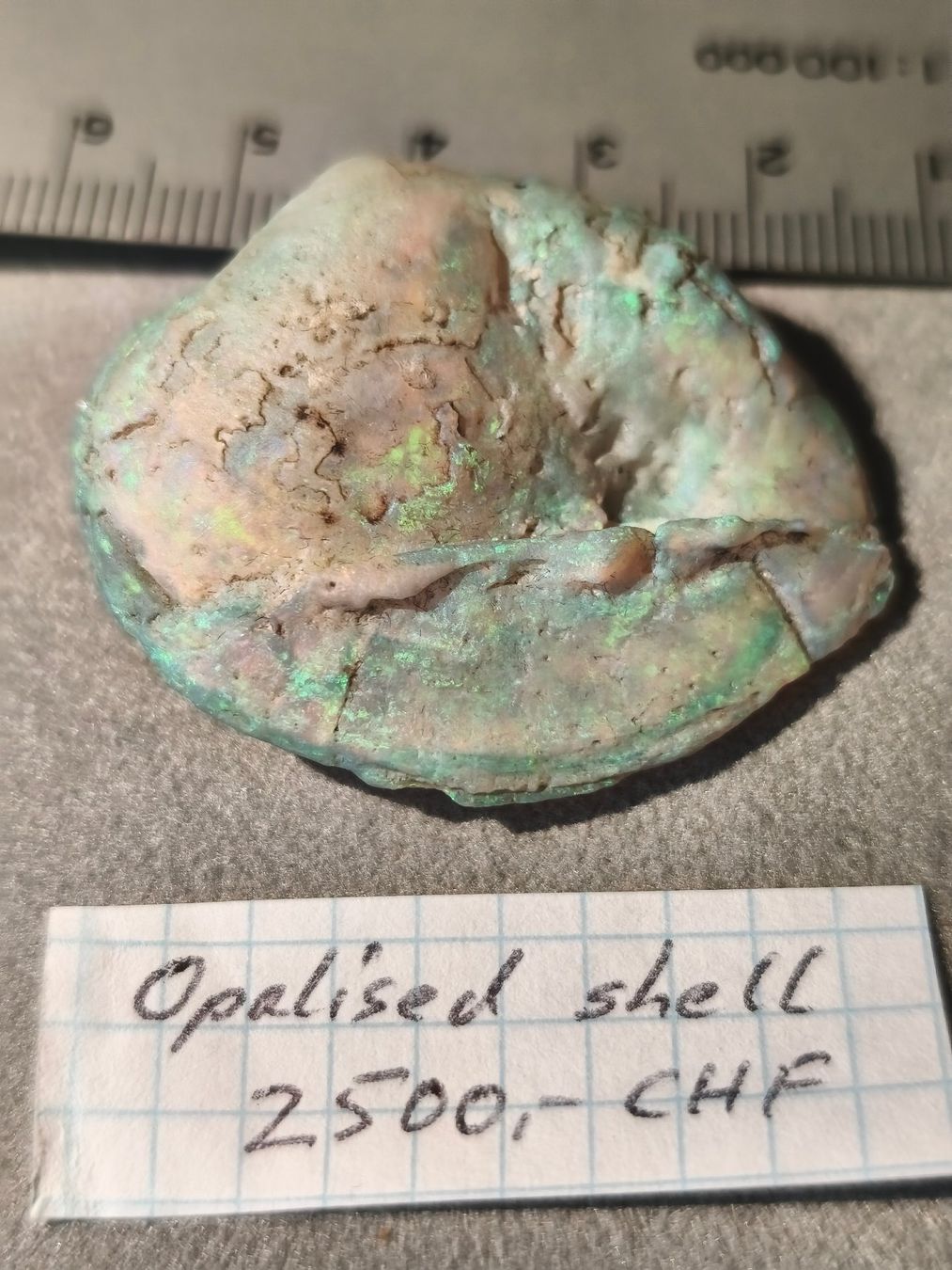 Fossili: Opalisierte Muschel, Fossil – Nuovo (secondo la descrizione) da Dieterswil venduto da Opal66 1