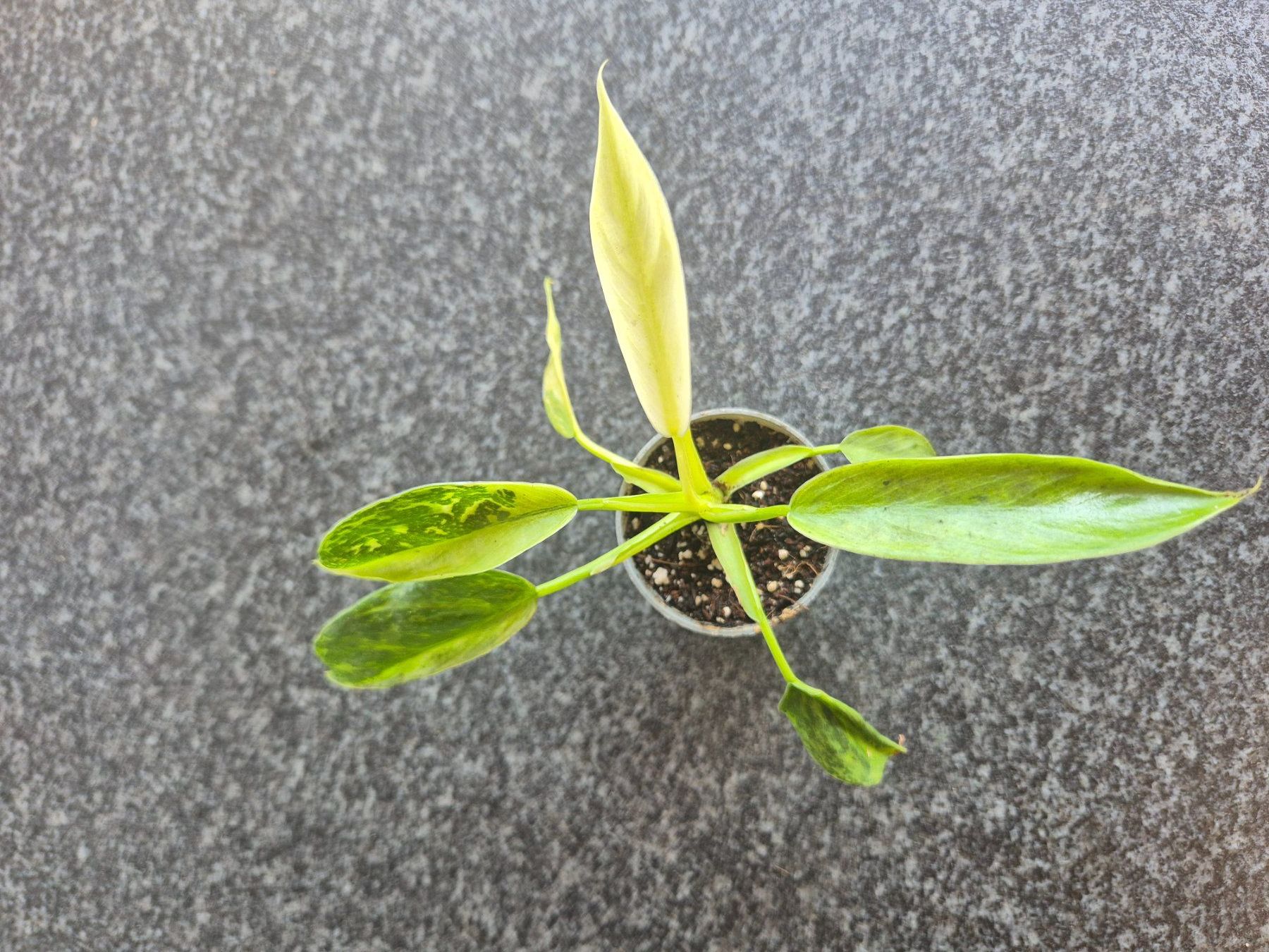 Piante & sementi: Philodendron 'Jose Buono' – Usato da Urtenen-Schönbühl venduto da Pflanzenherberge 1