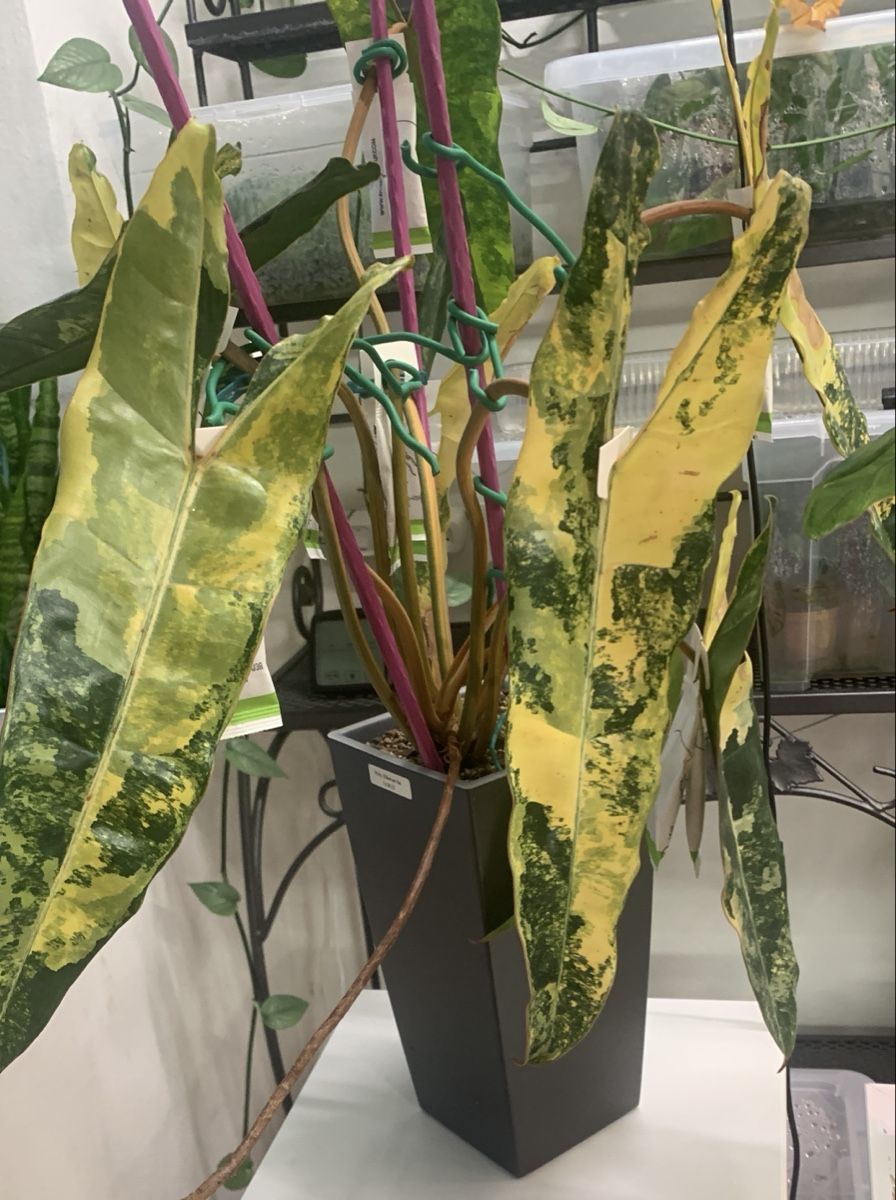 Plantes & graines: Philodendron Billietiae Variegata – D'occasion à Zollikerberg par Jvac