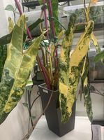 Philodendron Billietiae Variegata