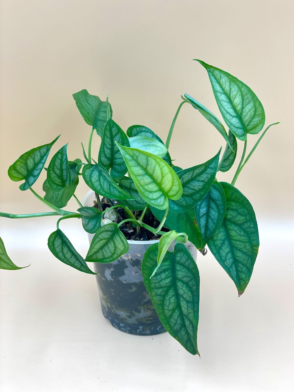 Piante & sementi: Monstera siltepecana – Nuovo (secondo la descrizione) da Zürich venduto da Leafscape