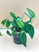 Monstera siltepecana