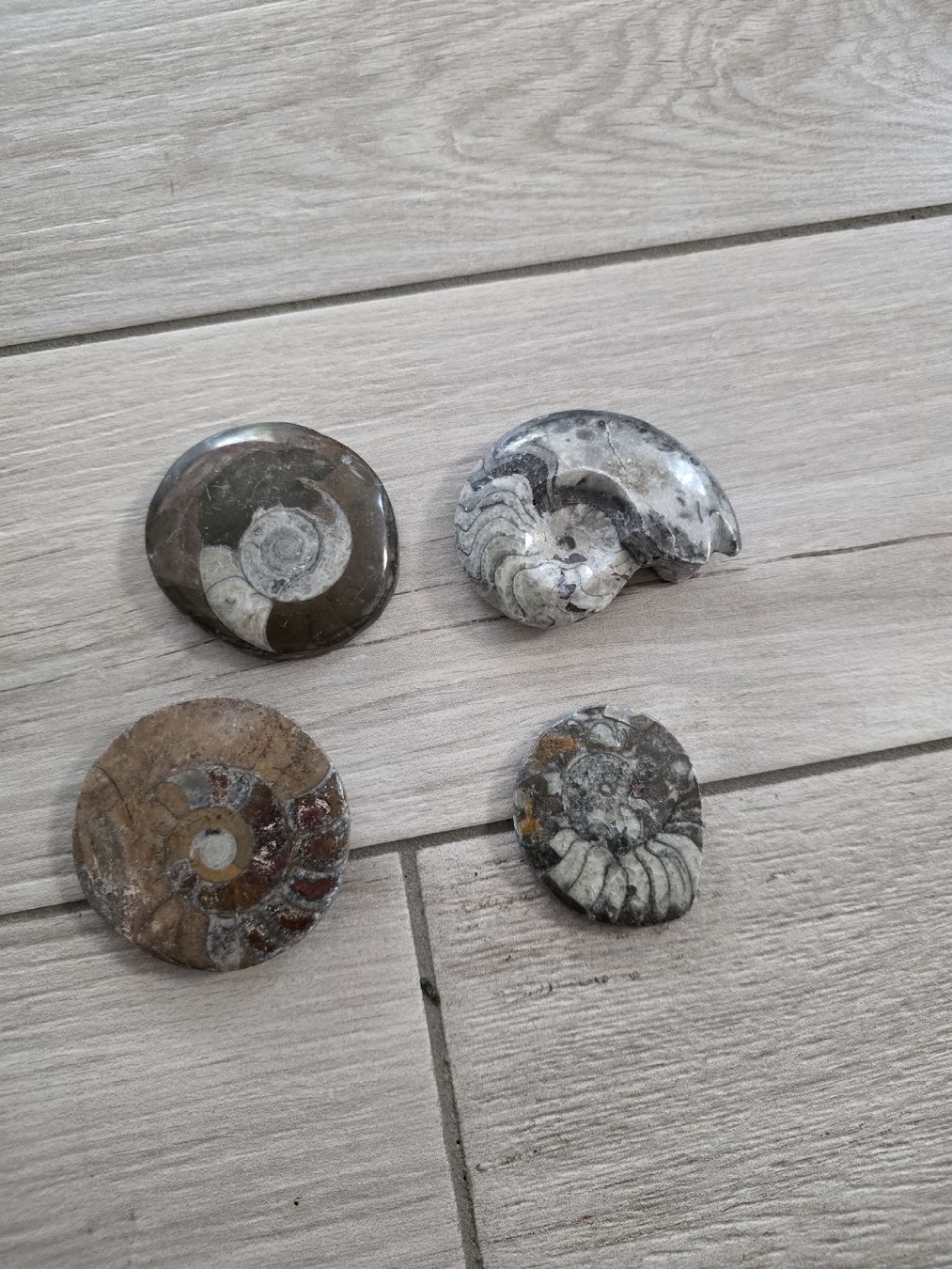 Fossili: Vier Ammoniten Fossilien – Usato da Dorf venduto da Echo_Elements