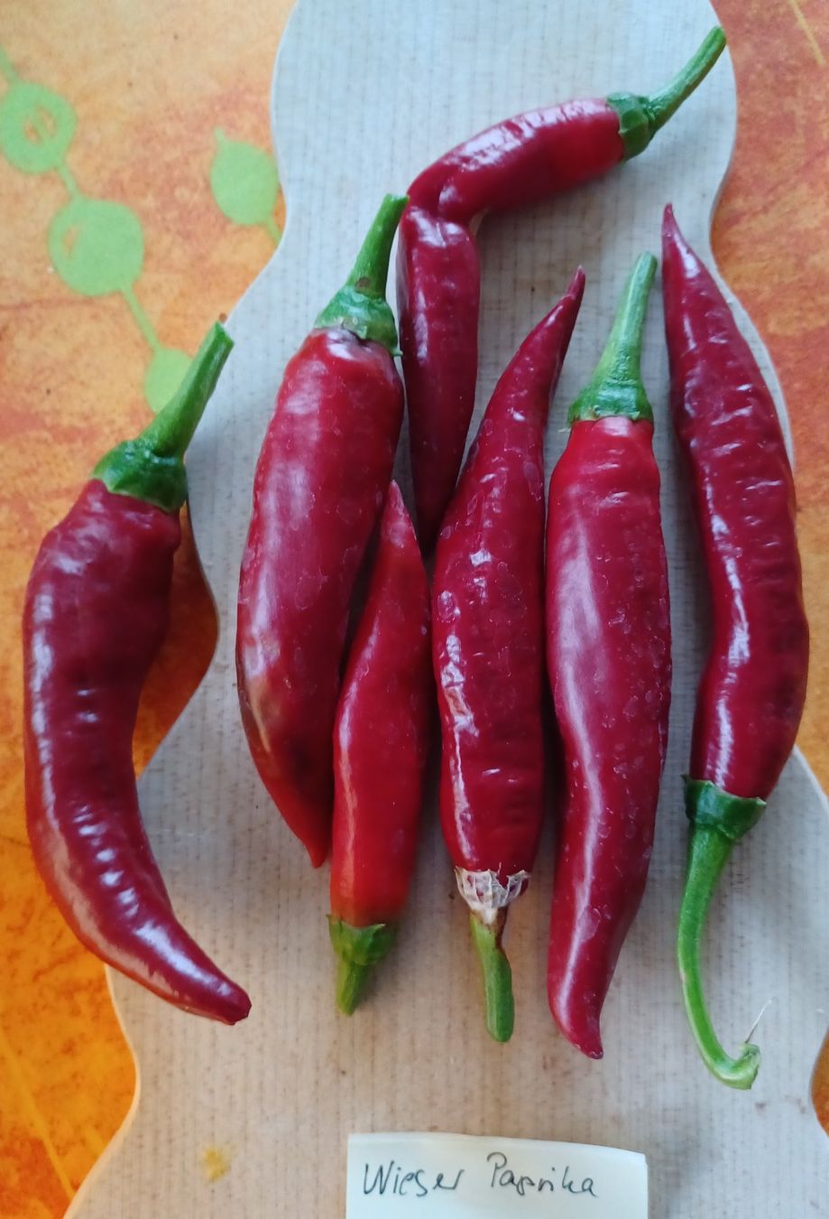 Piante & sementi: Samen Paprika Wieser 10Stk. 2024 – Usato da Schwaderloch venduto da bademeister79 1
