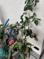 Edelrose