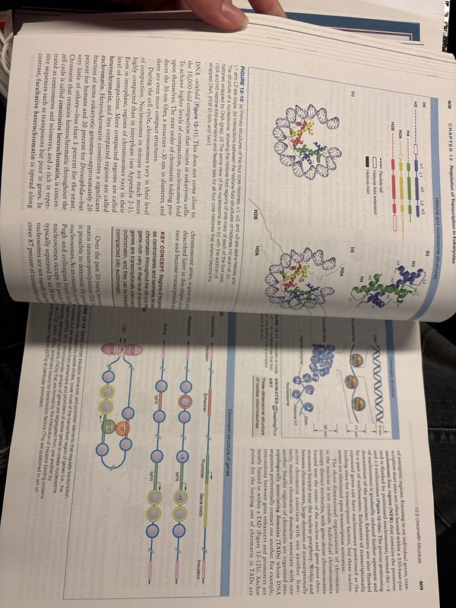 Livres: Introduction to genetic analysis  – Neuf (Voir description) à Zürich par nin_8h72 2