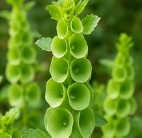 ,,Bells of Ireland" , Muschelblume / 10 Samen