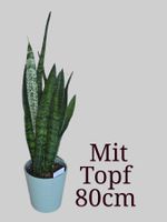 🌿 Trendige Zimmerpflanze: Sansevieria mit Topf 🌿