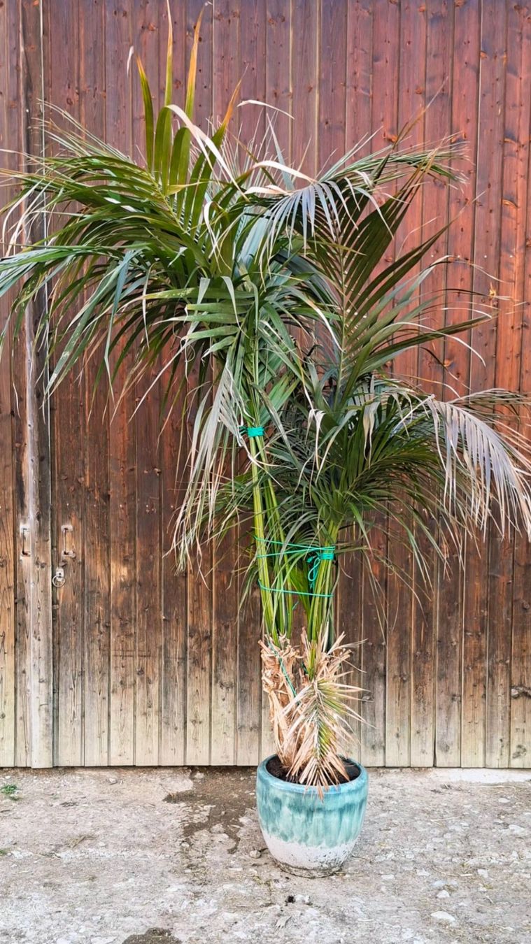 Plantes & graines: Superbe palmier – D'occasion à Le Locle par Emalac
