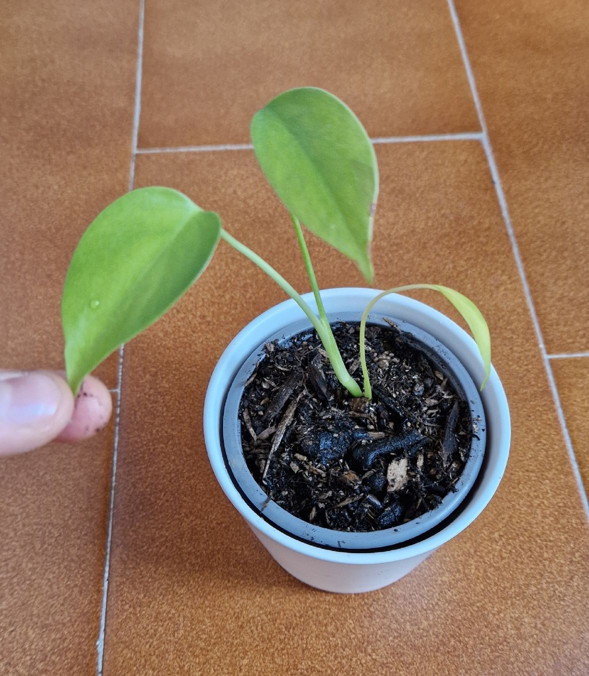 Piante & sementi: petites monstera deliciosa – Usato da Onex venduto da viv_72hm