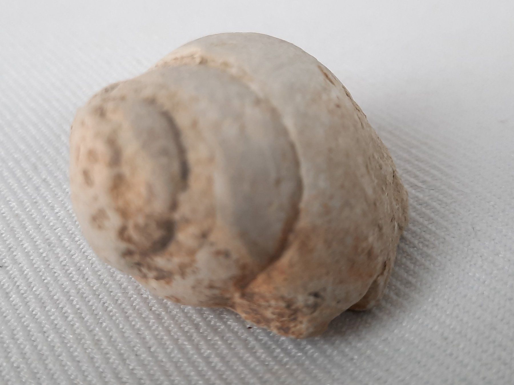 Fossilien: Fossilien – Gebraucht aus Beinwil am See von Restwert_Beinwil 3