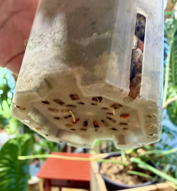 Piante & sementi: Hoya carnosa Argentea Princess  mutiert – Nuovo e nell'imballaggio originale da Schönholzerswilen venduto da Leavylounge 2