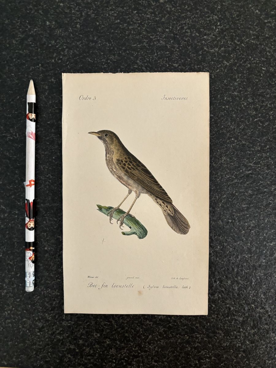 Incisioni: 4 gravures d'oiseaux anciennes et délicates, Werner – Usato da Pâquier-Montbarry venduto da ByAnticAlex 3