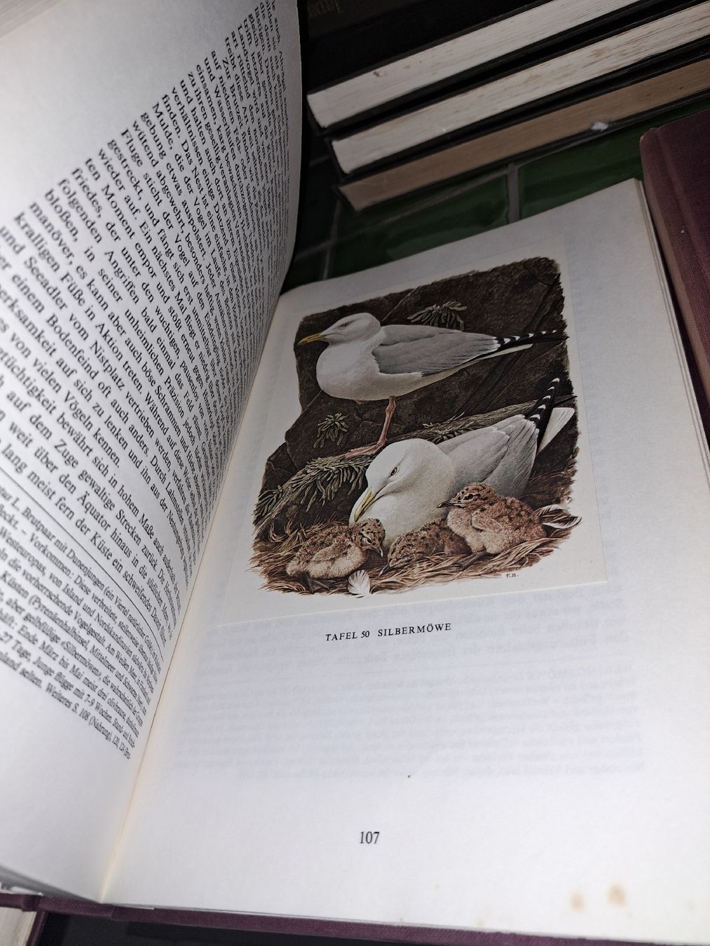 Libri: DIE BRUTVÖGEL EUROPAS –  3 Bücher  – Usato da Kölliken venduto da Upcycling-by-Mc-TAM 5