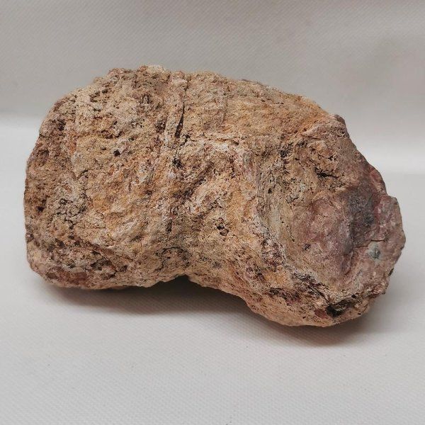 Fossili: Versteinertes Holz Madagaskar – Nuovo (secondo la descrizione) da Walenstadt venduto da vkt_qc8d 3