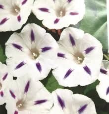 Pflanzen & Samen: Prunkwinde 'Milky Way' - Ipomoea purpurea - 30 Samen – Neu und originalverpackt aus Sumiswald von Cham14558 2