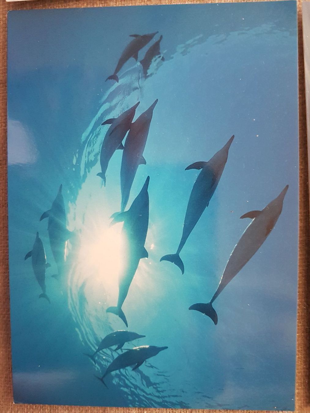Cartoline: 4x Karten Ocean Care / Delfine u. Robben – Nuovo (secondo la descrizione) da Oberengstringen venduto da Sheera7 4