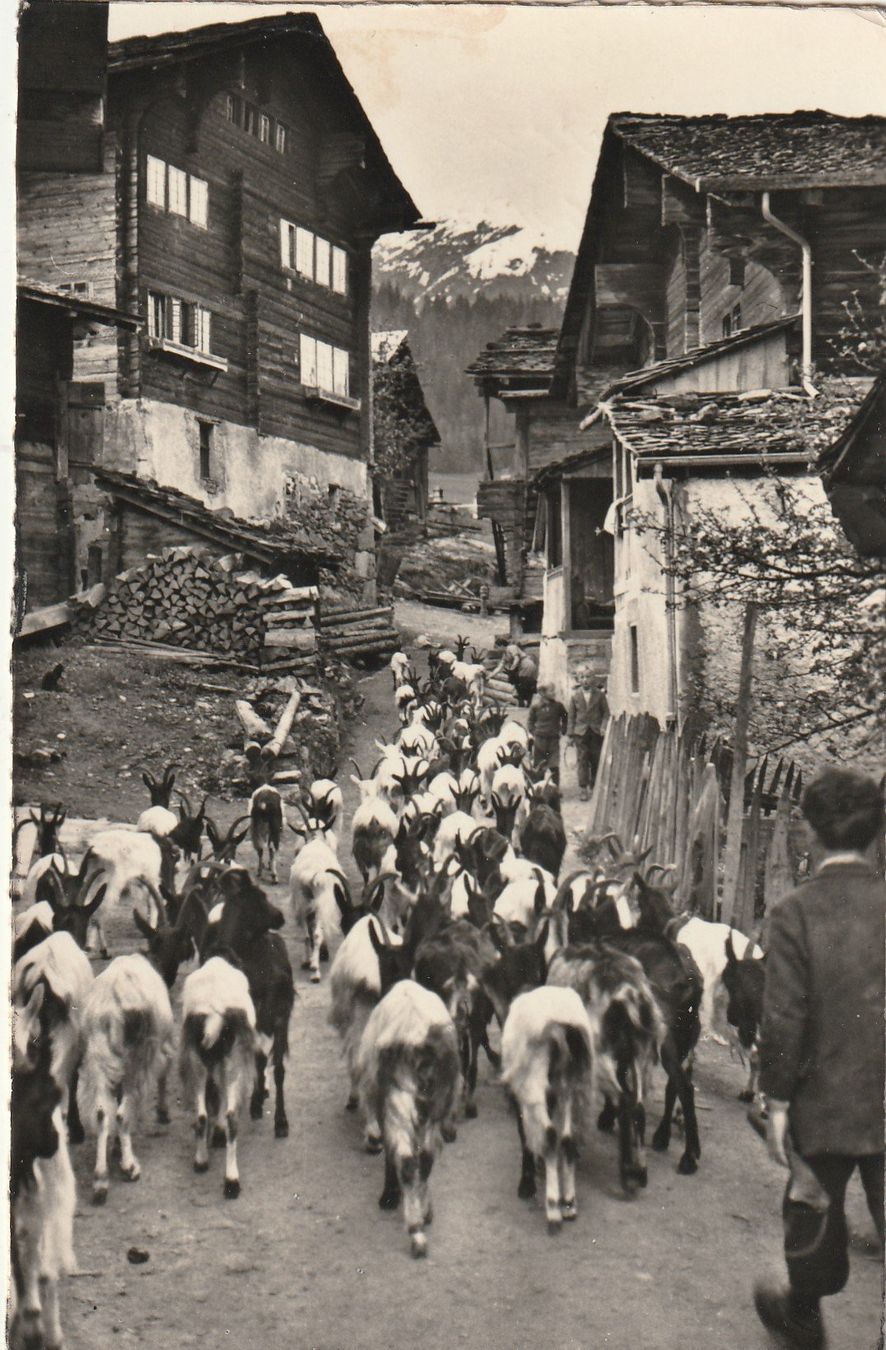 Cartes postales: Auszug der Ziegen – D'occasion à Rorschacherberg par fratovi2