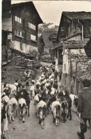 Auszug der Ziegen