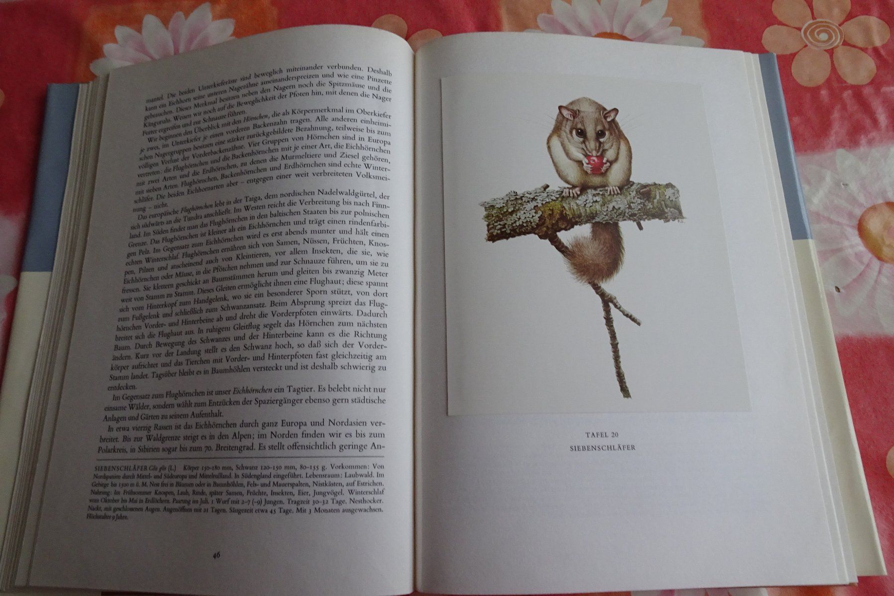 Bücher: Silva Buch Säugetiere mit tollen Tierbildern – Gebraucht aus Strengelbach von schmetterling20 4