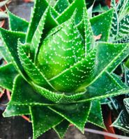 Seltene  Zierpflanze 15 cm  “ALOE COSMO” Sammlung ALOE RARE