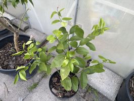 Zitronenbaum Zitruspflanze Meyer Zitrone