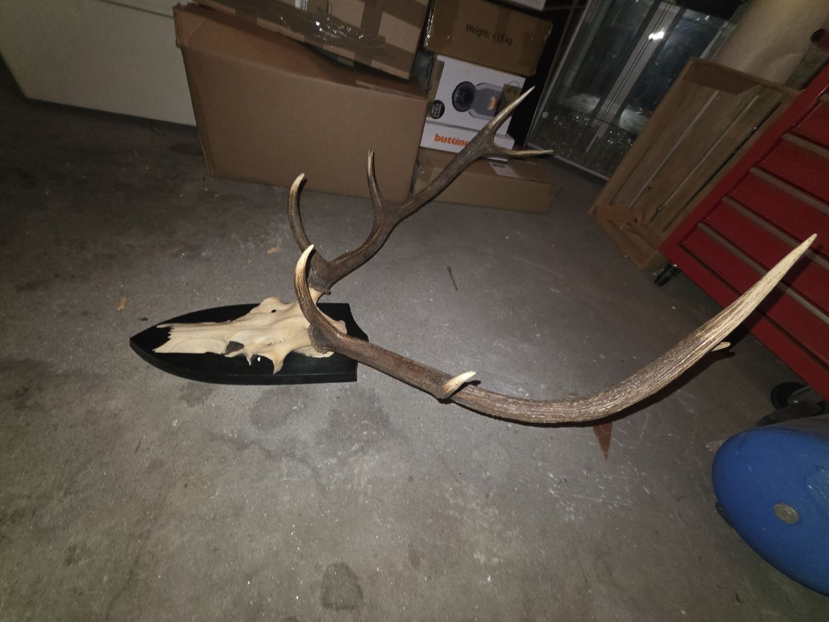 Altre raccolte & rarità: Hirschgeweih – Usato da Hasle LU venduto da Auctions_Hunters 2