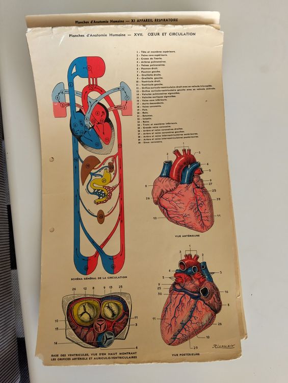 JEU CEJI ANATOMIE 2000 Corps Humain Demontable Et Articule