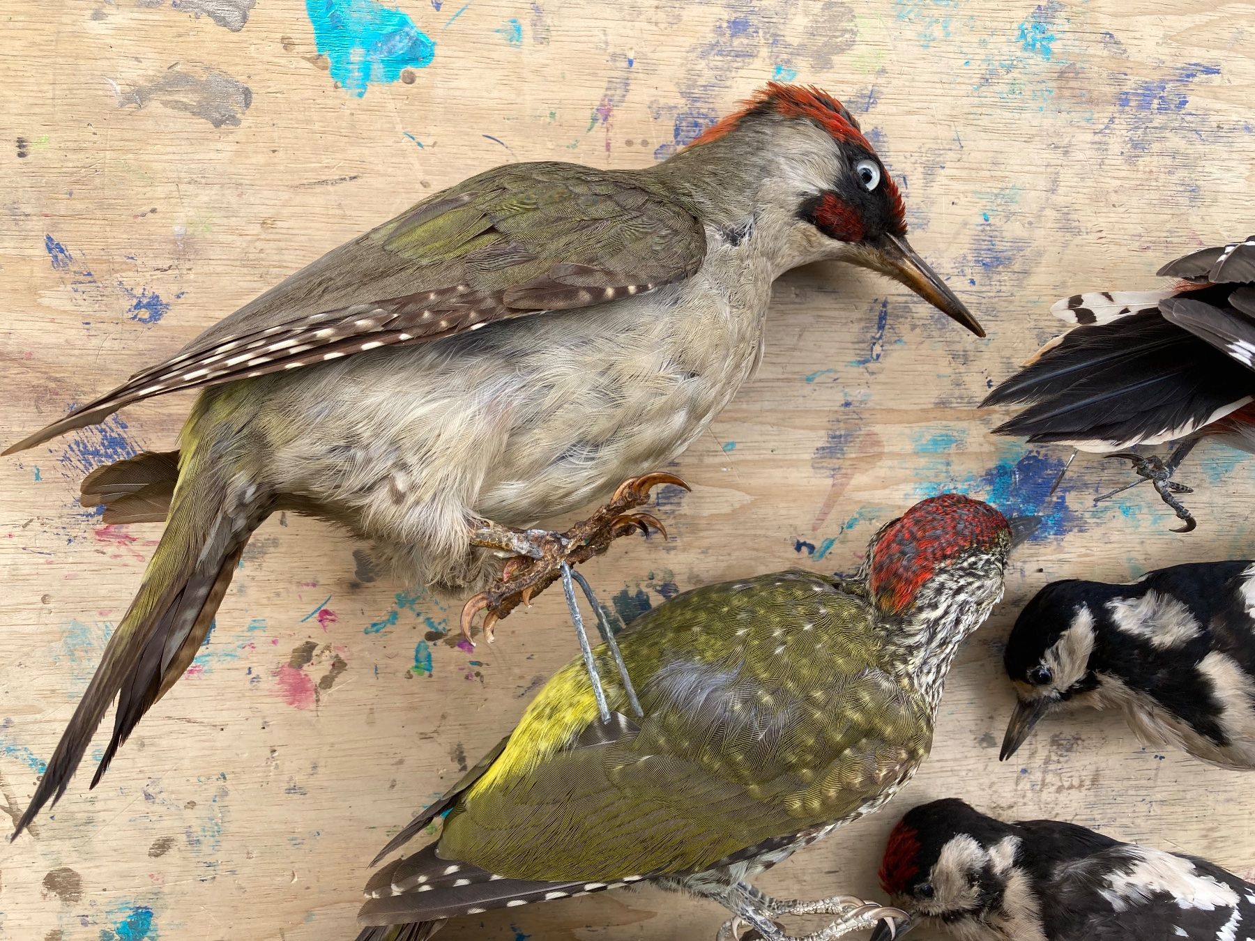 Il mondo degli animali: Spechte Konvolut – Usato da Grosswangen venduto da arum01 1