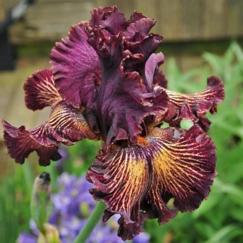 Piante & sementi: Iris Germanica Drama Queen – Nuovo (secondo la descrizione) da Roggwil venduto da Samonlinetrade